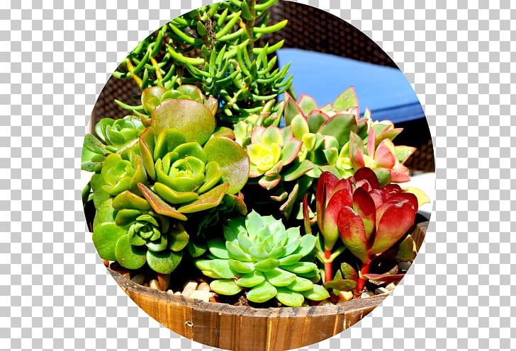 Succulent Plant Wedding Flower Bouquet Party Favor PNG, Clipart, Baby Shower, Bridal Shower, Bride, Business, Flower Free PNG Download