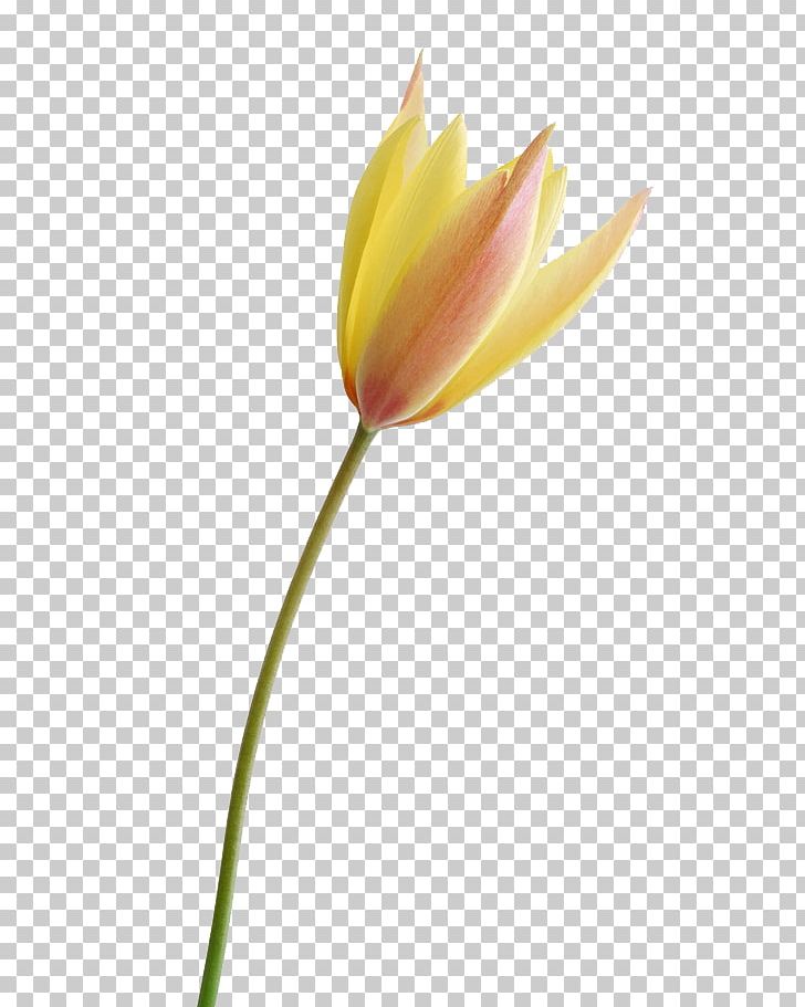 Tulip Flower PNG, Clipart, Black And White, Computer Wallpaper, Flower, Flower Bouquet, Flowering Plant Free PNG Download