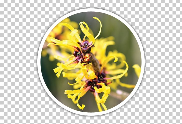 American Witch-hazel Witch Hazel Skin Plant PNG, Clipart, American Witch, Astringent, Bee, Eye, Hazel Free PNG Download