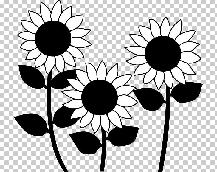 Common Sunflower Black And White Monochrome Painting PNG, Clipart, Art, Artwork, August, August 15, Black Free PNG Download
