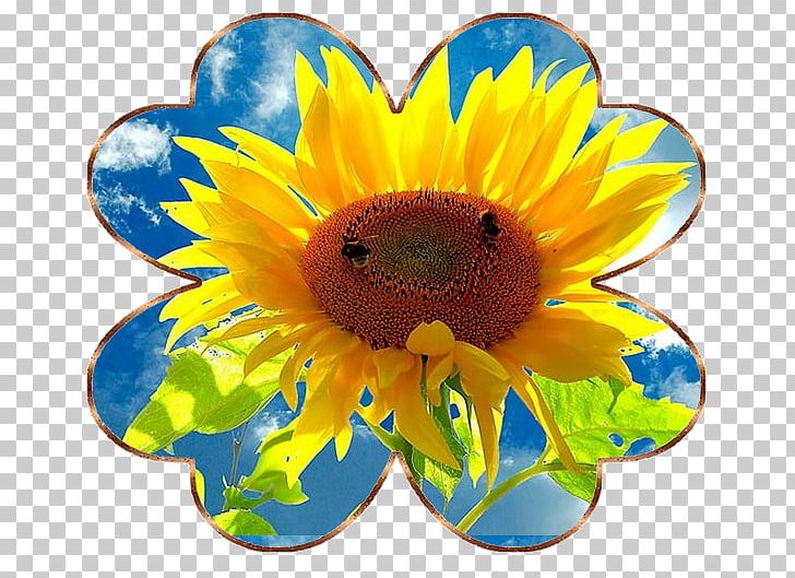 Common Sunflower Sunflower Seed Bumblebee PNG, Clipart, Bumblebee, Common Sunflower, Cut Flowers, Daisy, Daisy Family Free PNG Download