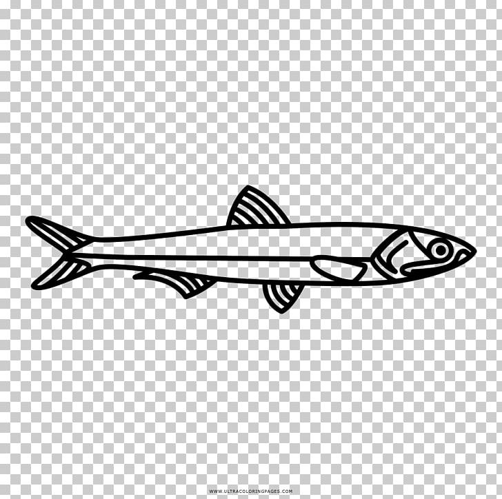 European Anchovy Fish Drawing Japanese Anchovy PNG, Clipart, Aerospace Engineering, Aircraft, Airplane, Anchovy, Angle Free PNG Download