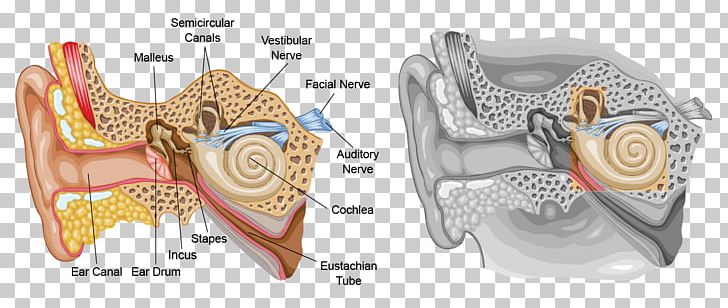 Inner Ear Eardrum Outer Ear Human Body PNG, Clipart, Anatomy, Body Jewelry, Cochlea, Cochlear Nerve, Ear Free PNG Download