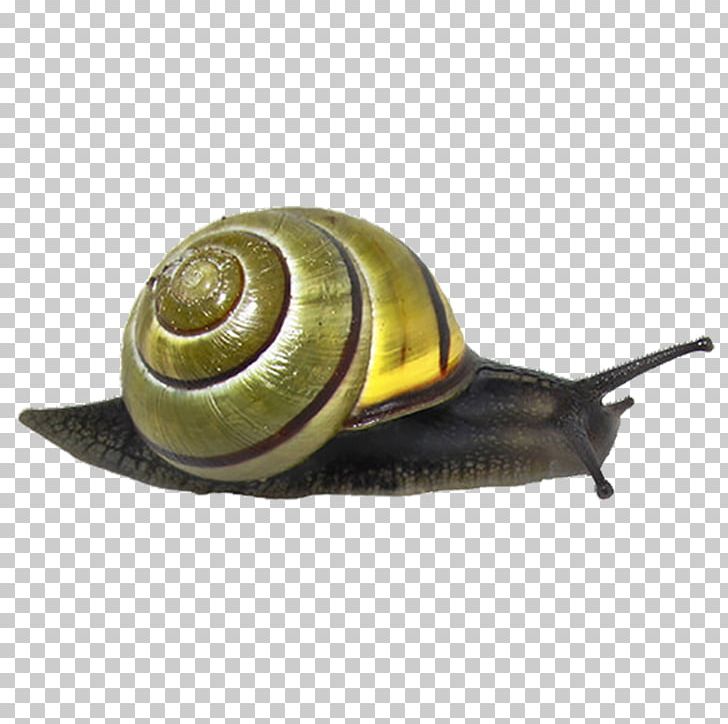 Snail Animal PNG, Clipart, Animals, Encapsulated Postscript, Environmental, Environmental Protection, Land Snail Free PNG Download