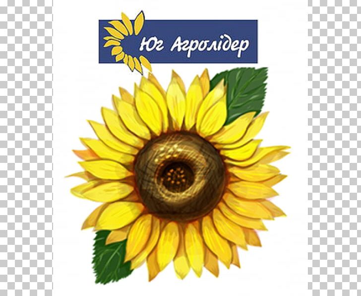 Common Sunflower Drawing Illustrator Sunflowers PNG, Clipart, Art, Daisy Family, Digital Image, Flower, Flowering Plant Free PNG Download