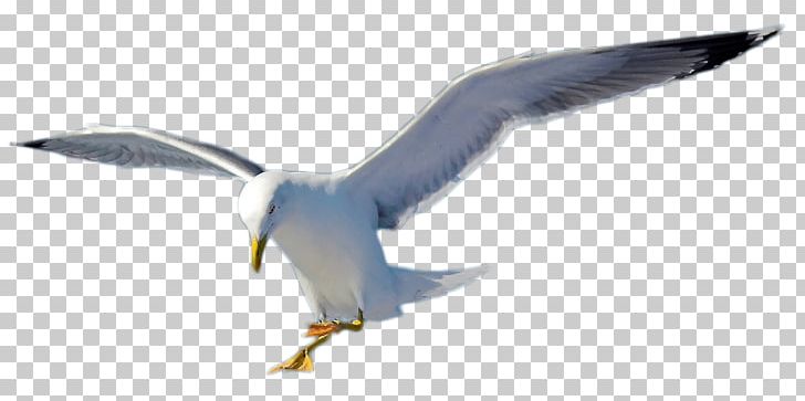 European Herring Gull Gulls Bird Gannets Beak PNG, Clipart, American Herring Gull, Animals, Beak, Bird, Charadriiformes Free PNG Download