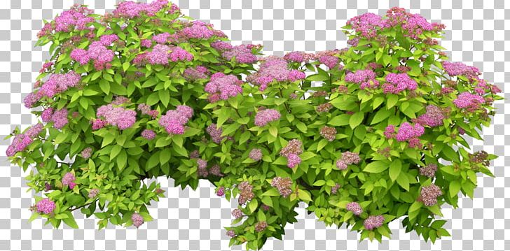 Shrub Plant Flower PNG, Clipart, Annual Plant, Branch, Fleur, Flower, Flower Garden Free PNG Download