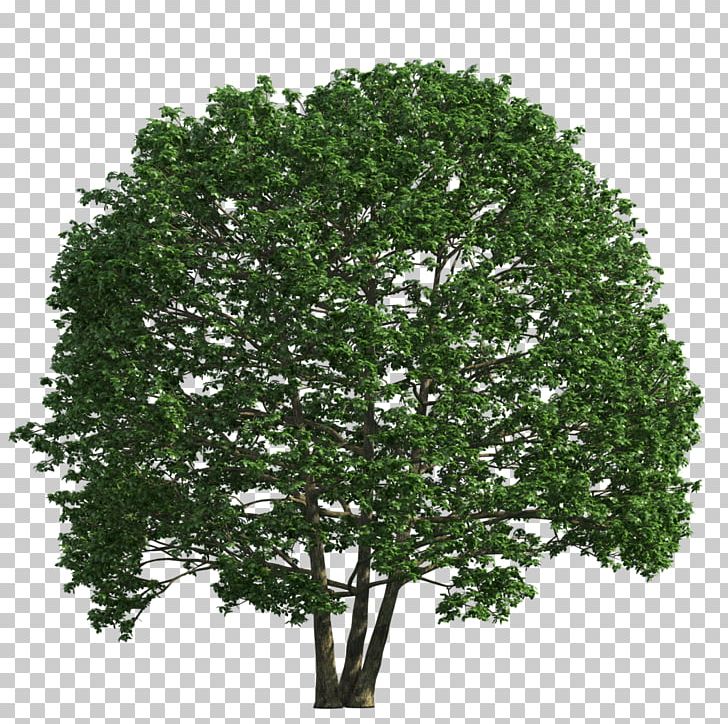 Shrub Tree PNG, Clipart, Box, Branch, Desktop Wallpaper, Evergreen, Green Free PNG Download