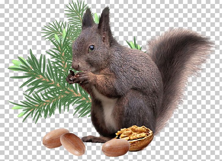 Squirrel Christmas Decoration Rodent PNG, Clipart, Animal, Animals, Christmas, Christmas Decoration, Drawing Free PNG Download