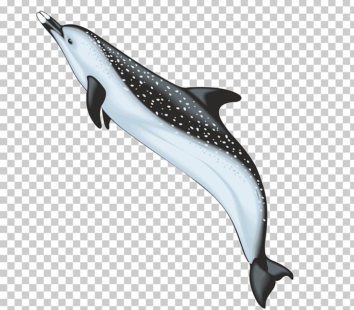 Dolphin Drawing Photography PNG, Clipart, Animals, Cartoon, Cetacea, Common Bottlenose Dolphin, Fauna Free PNG Download