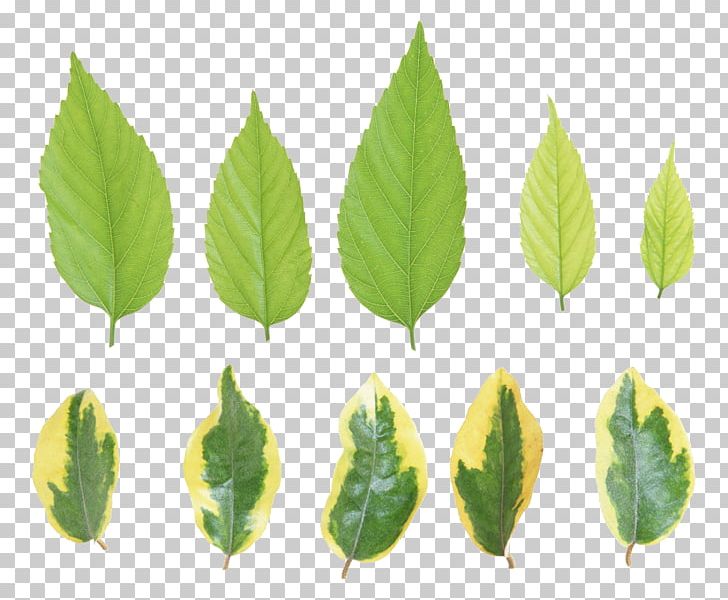 Leaf Light PNG, Clipart, Coronal Suture, Deciduous, Green Leaf, Leaf, Light Free PNG Download