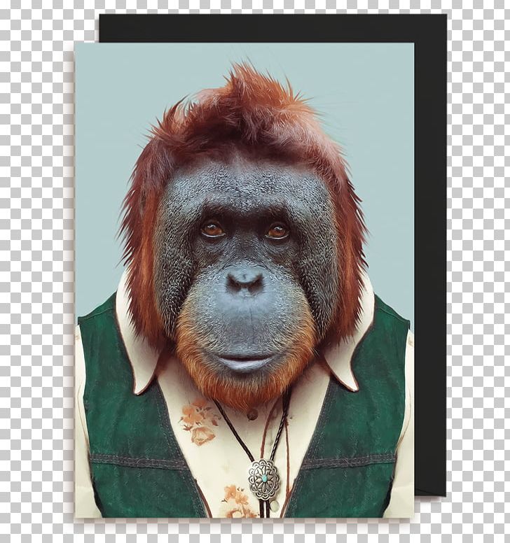 Zoo Portraits Bornean Orangutan Photography Animal PNG, Clipart, Animal, Animals, Art, Artist, Bornean Orangutan Free PNG Download