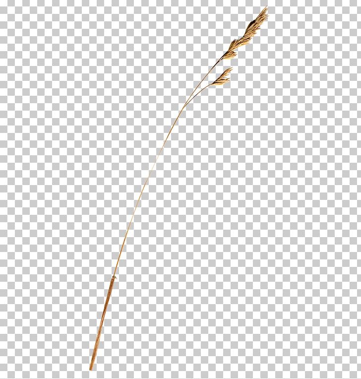 Feather Line PNG, Clipart, Animals, Feather, Foliage, Grass Family, Line Free PNG Download