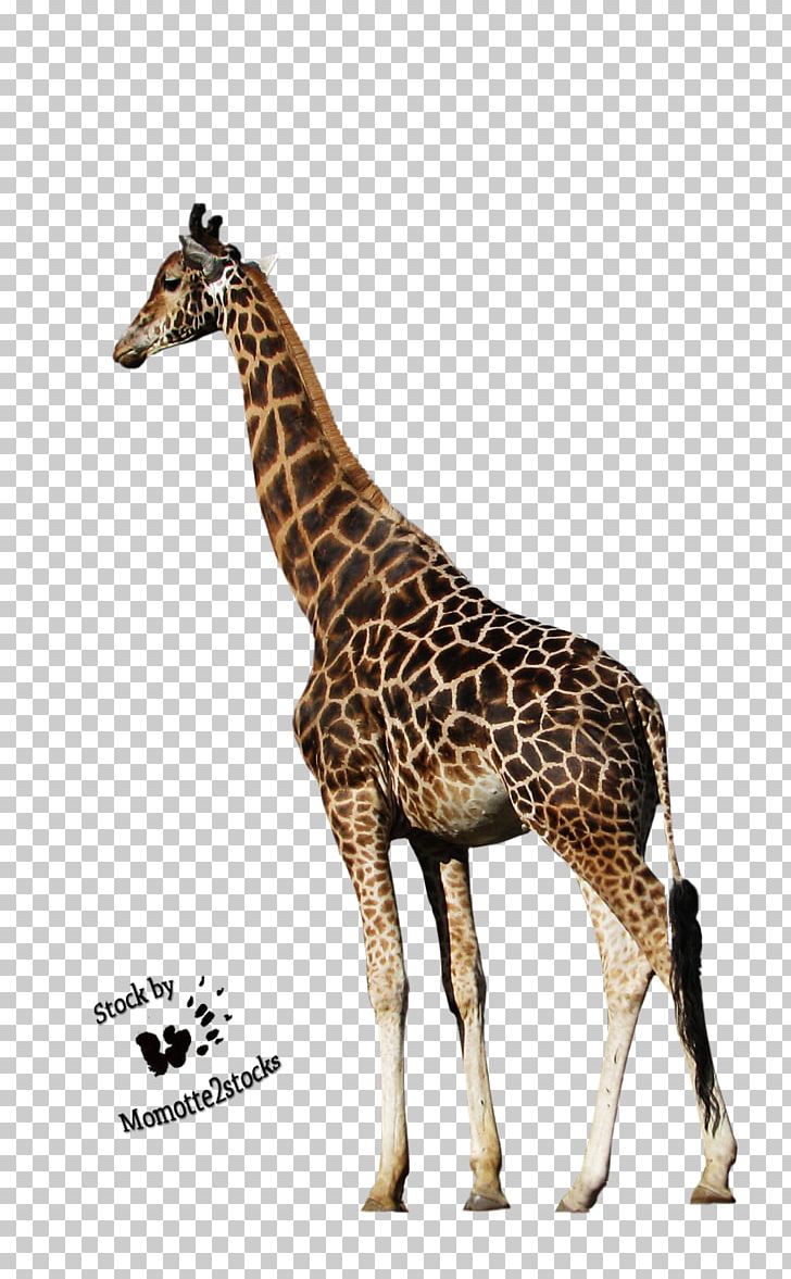Northern Giraffe Animal PNG, Clipart, Animal, Animal Figure, Animal Print, Animals, Copying Free PNG Download
