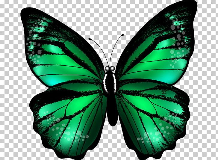 Butterfly Green Color PNG, Clipart, Bluegreen, Brush Footed Butterfly, Butterflies And Moths, Butterfly, Color Free PNG Download