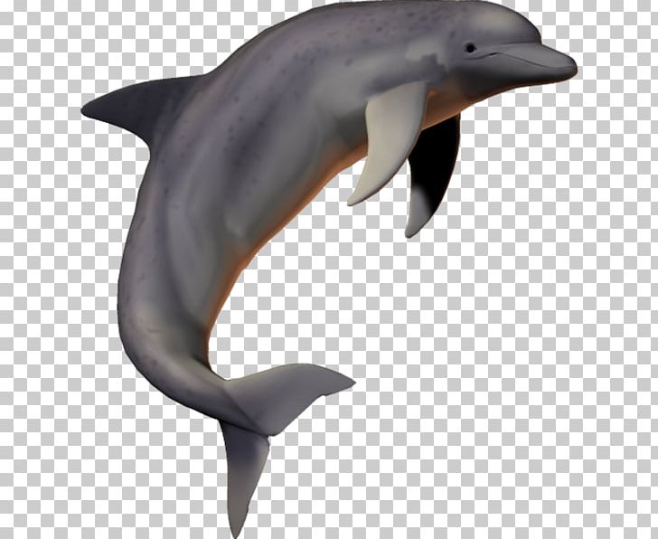 Common Bottlenose Dolphin Short-beaked Common Dolphin Wholphin Tucuxi Rough-toothed Dolphin PNG, Clipart, Animals, Bottlenose Dolphin, Cartoon Fish, Fauna, Fish Cartoon Free PNG Download