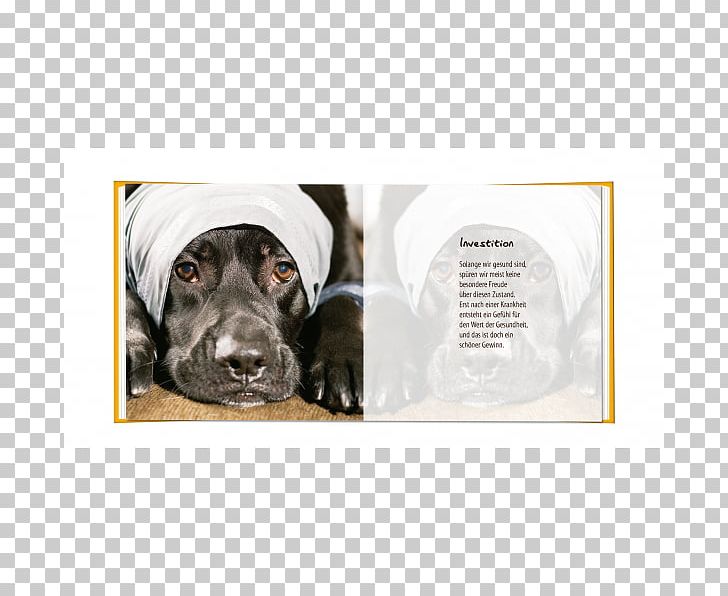 Labrador Retriever Leash Dog Breed Dog Collar PNG, Clipart, Breed, Collar, Dog, Dog Breed, Dog Collar Free PNG Download