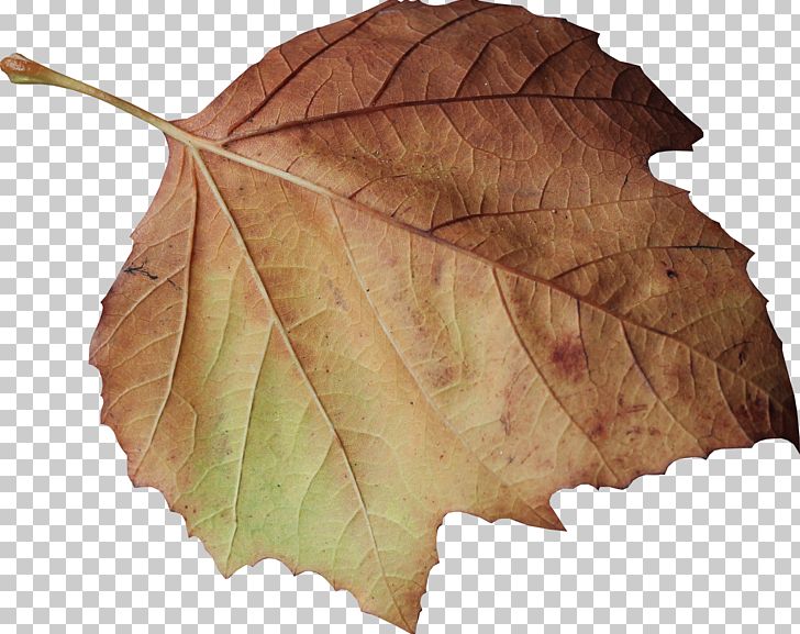Leaves PNG, Clipart, Autumn, Computer Icons, Deciduous, Decorative Patterns, Defoliation Free PNG Download
