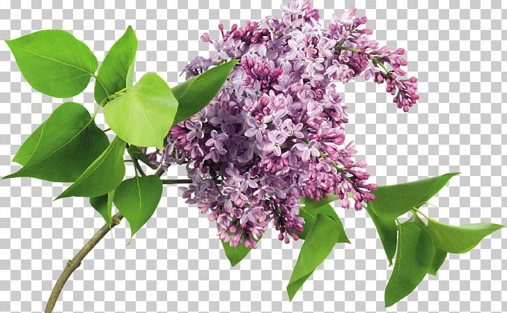 Portable Network Graphics Lilac Drawing PNG, Clipart, Branch, Digital Image, Drawing, Flower, Flowering Plant Free PNG Download
