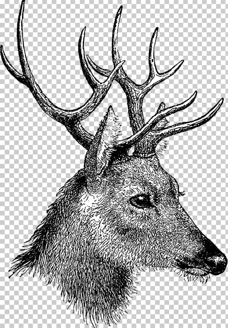 Reindeer White-tailed Deer PNG, Clipart, Animals, Antler, Black And White, Christmas, Deer Free PNG Download
