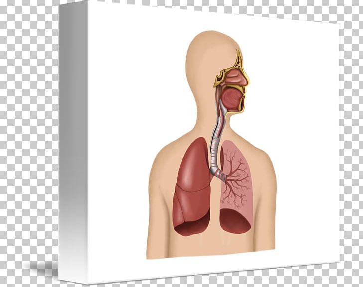 The Human Respiratory System Respiratory Disease Human Body Respiratory Tract PNG, Clipart, Anatomy, Breathing, Chiropractor, Ear, Finger Free PNG Download