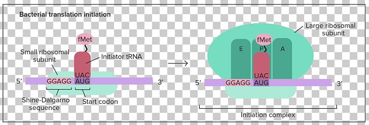 Translation RNA Polipeptide Cell Transcription Preinitiation Complex PNG, Clipart, Amino Acid, Angle, Area, Biochemistry, Brand Free PNG Download