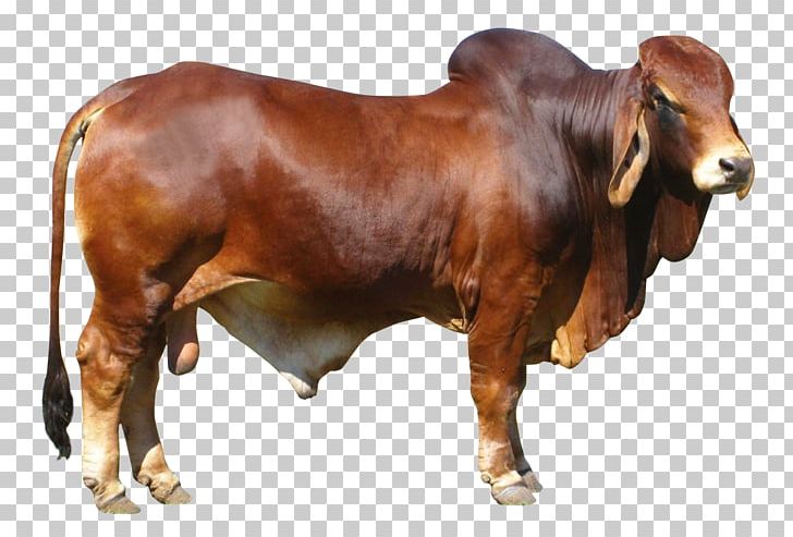 Beef Cattle Bull PNG, Clipart, Animals, Beef Cattle, Bull, Cattle, Cattle Like Mammal Free PNG Download