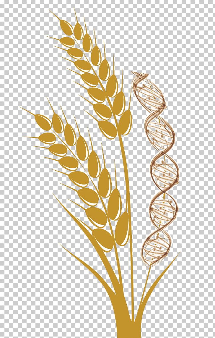 Emmer Common Wheat Cereal Ear Harvest PNG, Clipart, Barley, Cereal, Commodity, Common Wheat, Crop Free PNG Download