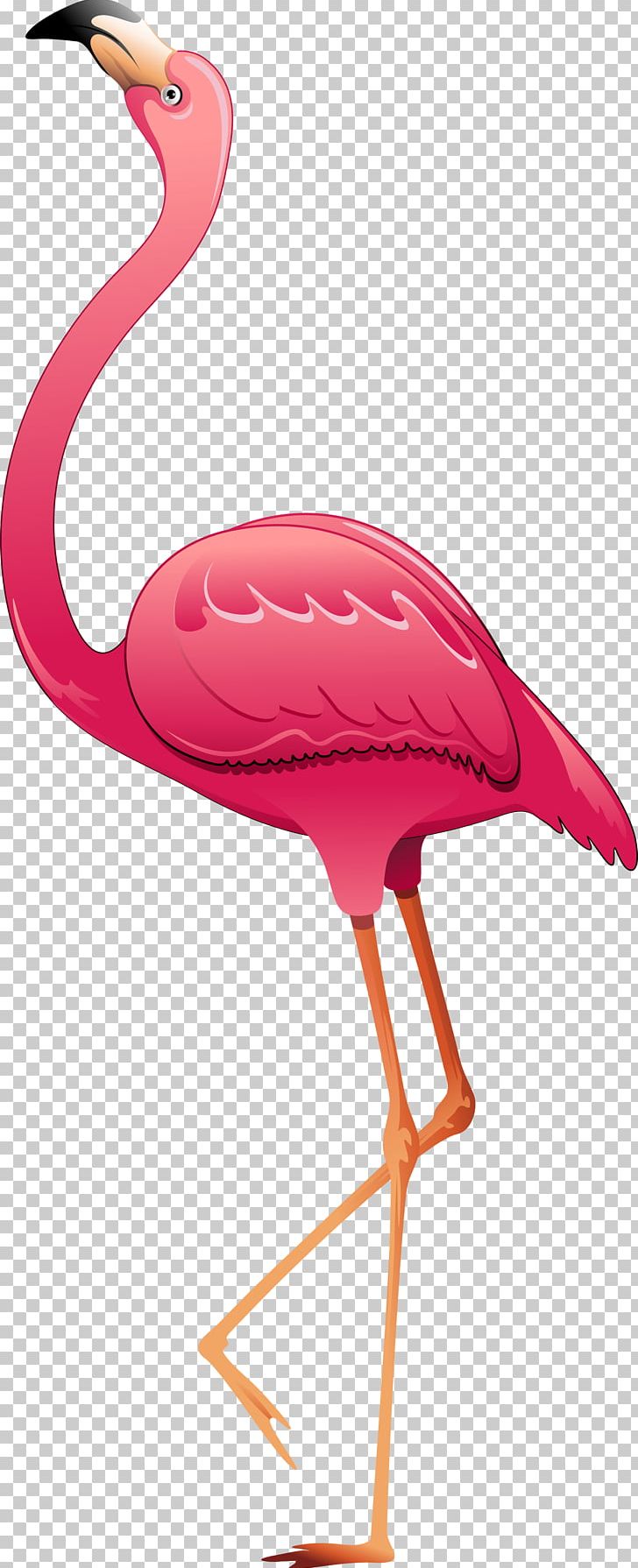 Greater Flamingo Bird PNG, Clipart, Animals, Beak, Bird, Ciconiiformes, Decoratie Free PNG Download