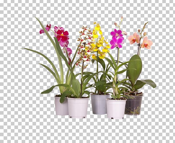 Moth Orchids Cattleya Orchids Dendrobium Dancing-lady Orchid Houseplant PNG, Clipart, Cattleya, Cattleya Orchids, Cut Flowers, Dancinglady Orchid, Dendrobium Free PNG Download