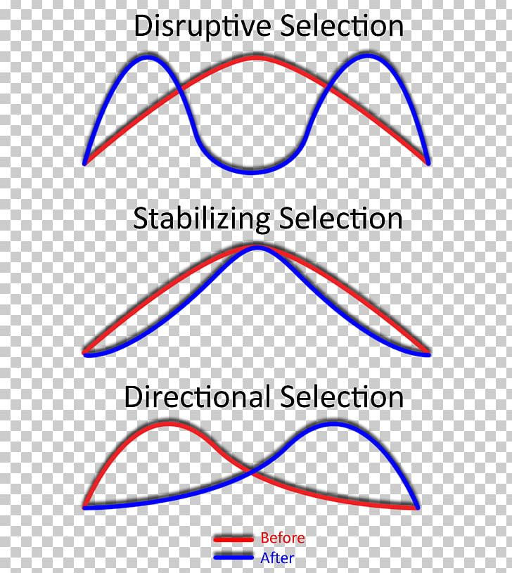 Stabilizing Selection Directional Selection Disruptive Selection Natural Selection Phenotype PNG, Clipart, Allele, Angle, Area, Balancing Selection, Circle Free PNG Download