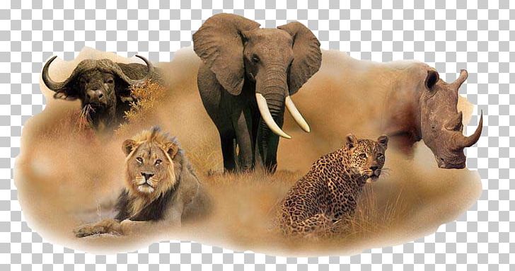 Tanzania South Africa Big Five Game Lion Leopard PNG, Clipart, African Buffalo, African Elephant, Big Cats, Big Five Game, Cat Like Mammal Free PNG Download