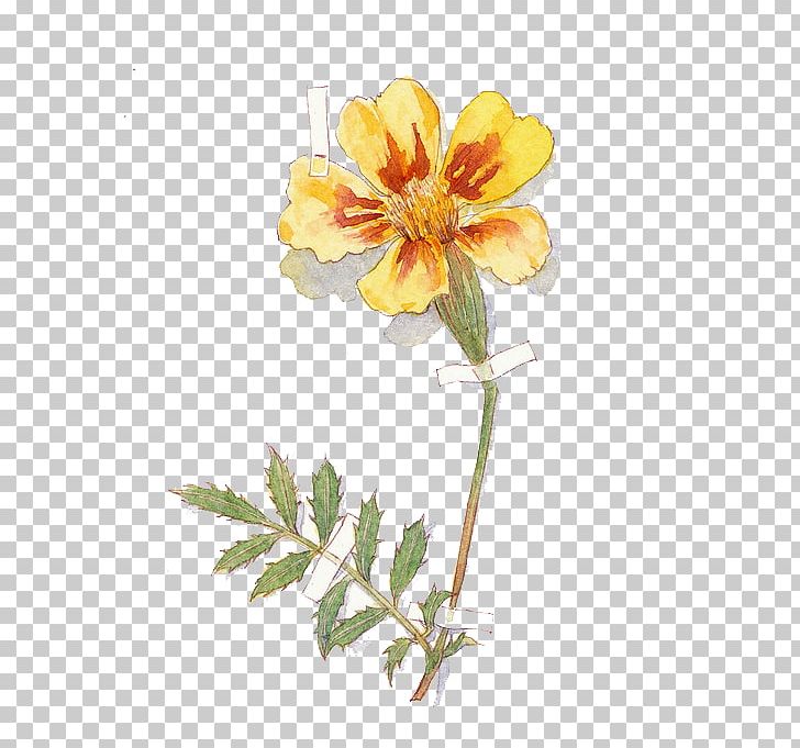 Flora Cut Flowers Rosaceae Branch Plant Stem PNG, Clipart, Branch, Cartoon, Family, Floral Design, Floristry Free PNG Download