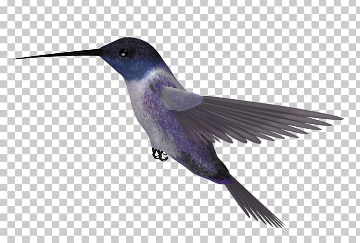 Hummingbird PNG, Clipart, Animals, Beak, Bird, Blue, Download Free PNG Download