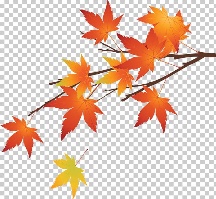 Maple Leaf Autumn PNG, Clipart, Autumn, Autumn Leaves, Banco De Imagens, Branch, Branches Free PNG Download