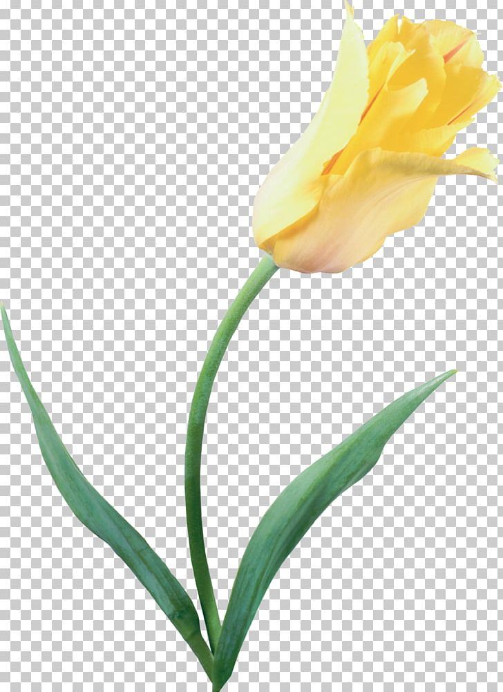 The Tulip: The Story Of A Flower That Has Made Men Mad Yellow Tulipa Clusiana PNG, Clipart, Arum, Blume, Bud, Color, Cut Flowers Free PNG Download