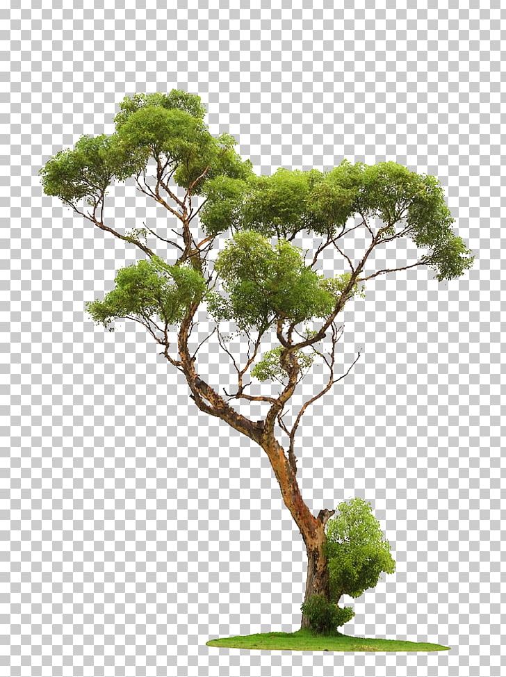 Tree Stock Photography PNG, Clipart, Autumn Tree, Bonsai, Branch, Branches, Christmas Tree Free PNG Download