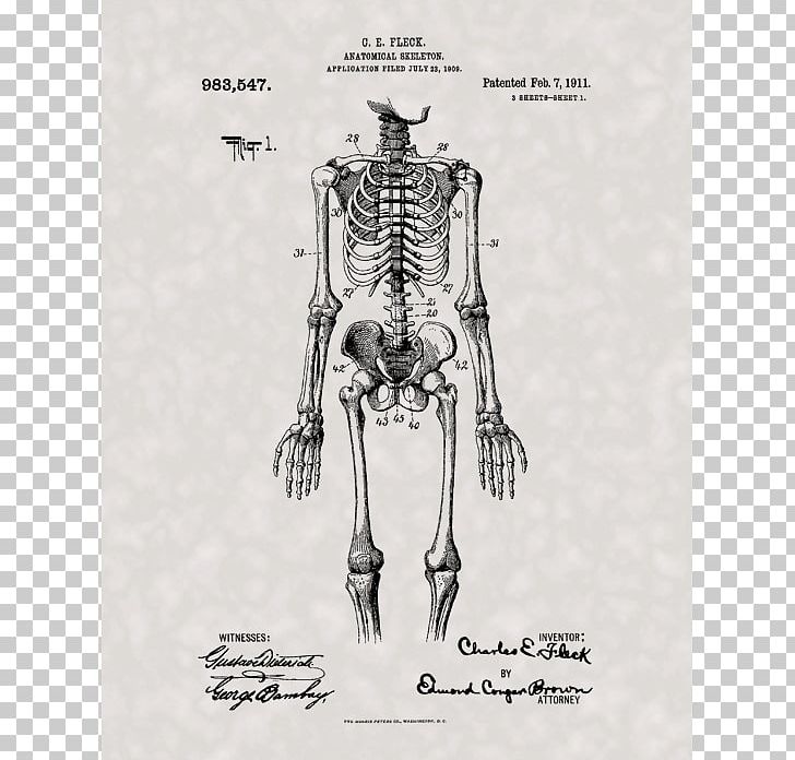 Human Skeleton Human Anatomy Human Body PNG, Clipart, Anat, Anatomy, Art, Black And White, Bone Free PNG Download