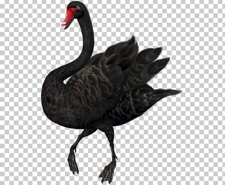 Mute Swan Black Swan PNG, Clipart, Beak, Bird, Blacknecked Swan, Black Swan, Clip Art Free PNG Download