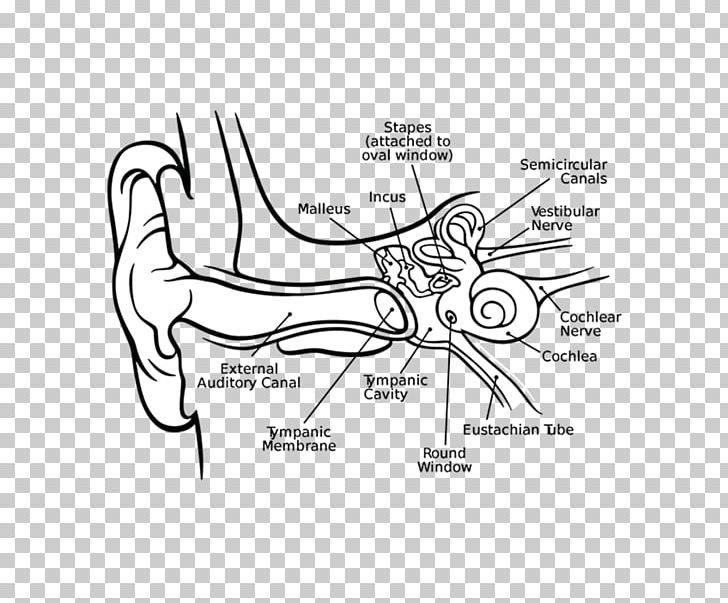 Cochlea Middle Ear Inner Ear Eardrum PNG, Clipart, Angle, Arm, Art, Auto Part, Black Free PNG Download