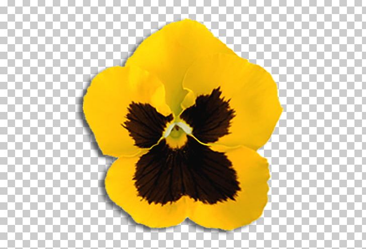 Pansy Yellow California Golden Violet Flower Ornamental Plant PNG, Clipart, Blue, Color, Flower, Flowering Plant, Kappa Alpha Theta Free PNG Download