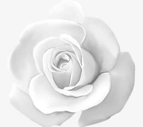 White Roses PNG, Clipart, Float, Flowers, Roses, Roses Clipart, Roses Clipart Free PNG Download