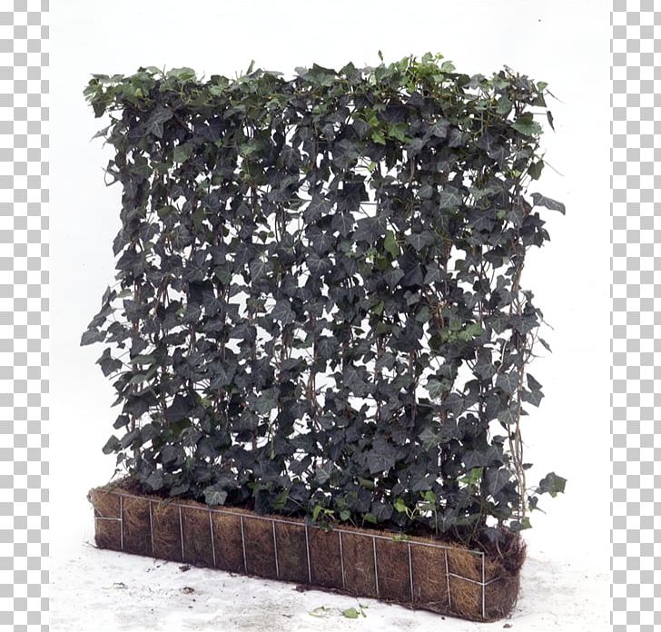 Common Ivy Hedge Green Wall Vine Garden PNG, Clipart, Camouflage, Common Ivy, Fence, Flowerpot, Garden Free PNG Download