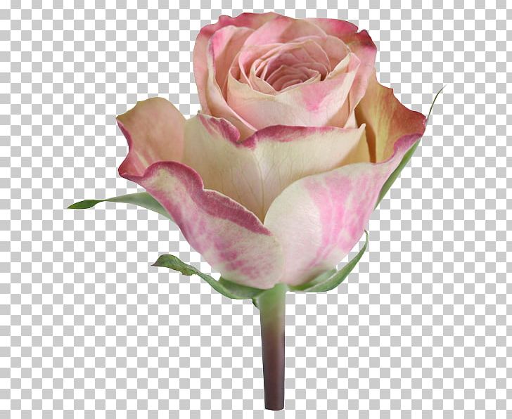 Garden Roses Cabbage Rose Floribunda Cut Flowers Floristry PNG, Clipart, Bud, Cut Flowers, Floribunda, Floristry, Flower Free PNG Download