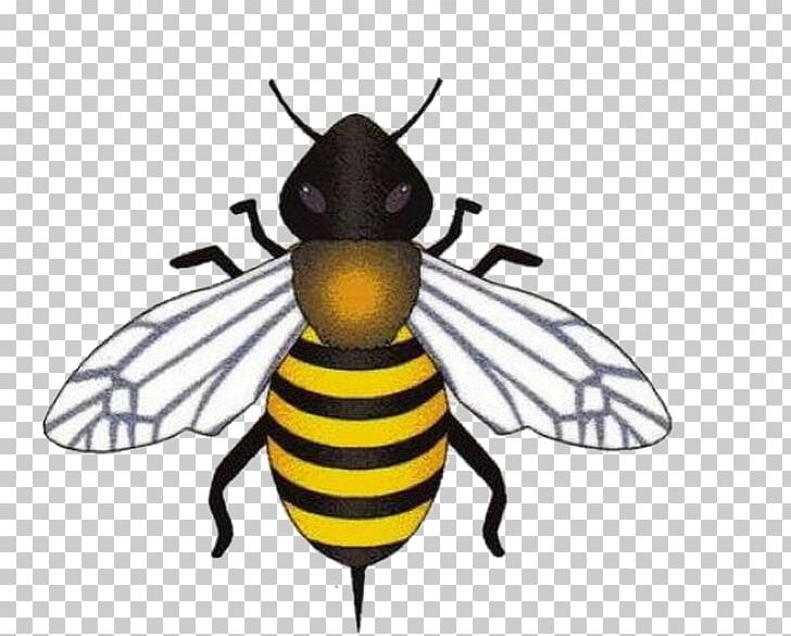 Honey Bee PNG, Clipart, Animal, Arthropod, Bee, Bee Hive, Bee Honey Free PNG Download