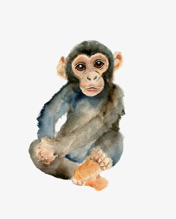 Monkey PNG, Clipart, Animal, Ape, Asia, Chimpanzee, Cut Out Free PNG Download