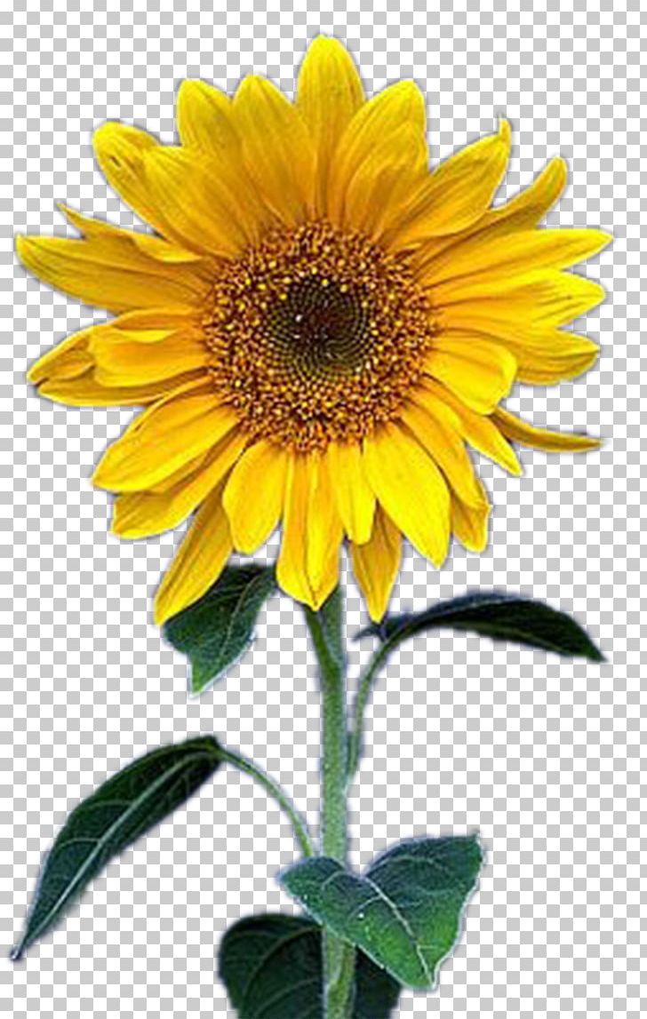 Common Sunflower Yellow PNG, Clipart, Annual Plant, Asterales, Daisy Family, Download, Euclidean Vector Free PNG Download