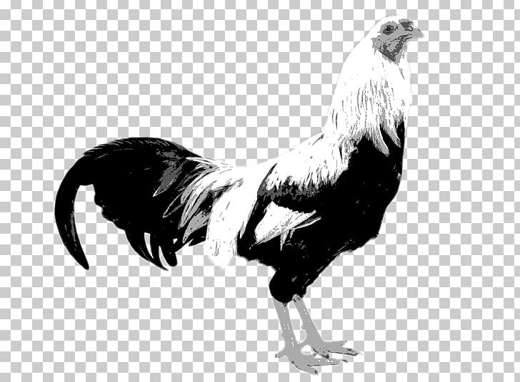 Kraienkopp Twente Poultry Fowl Dutch PNG, Clipart, Animal, Animals, Bantam, Bauernhof, Beak Free PNG Download