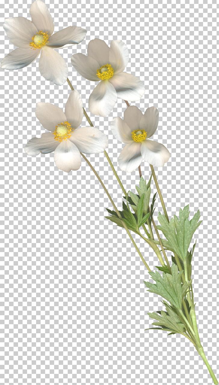 Petal Cut Flowers Frames PNG, Clipart, Animation, Flora, Flower, Flowering Plant, Herbaceous Plant Free PNG Download