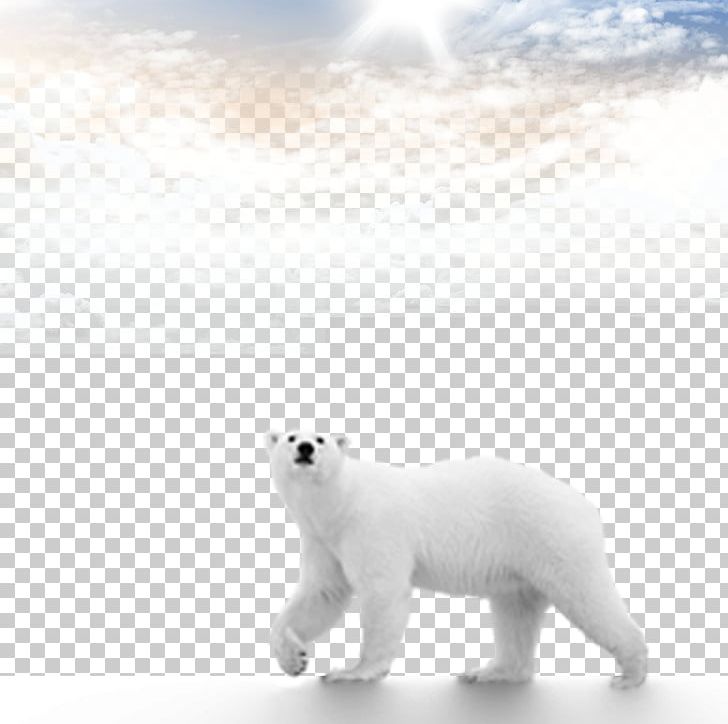 Polar Bear Brown Bear Computer File PNG, Clipart, Adobe Illustrator, Animals, Arctic, Bear, Bears Free PNG Download